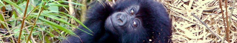 Mountain gorilla in Volcanoes NP, Rwanda