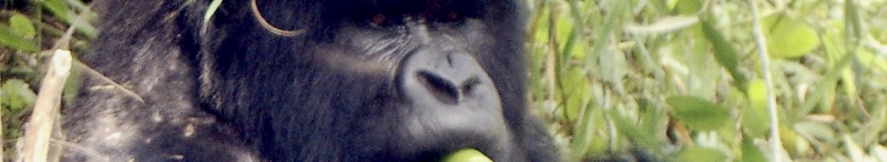 Mountain gorilla in Volcanoes NP, Rwanda